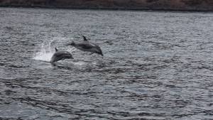 Dolphin tours st Helena island
