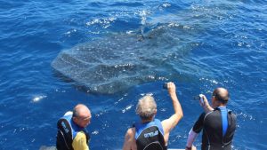 Diving, tours and whale shark encounters