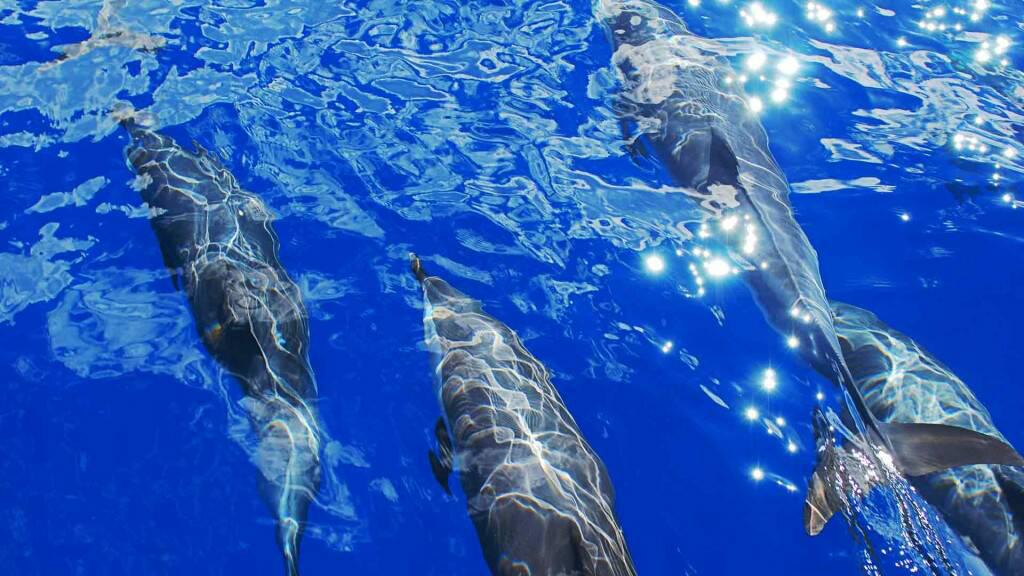 Dolphins St Helena