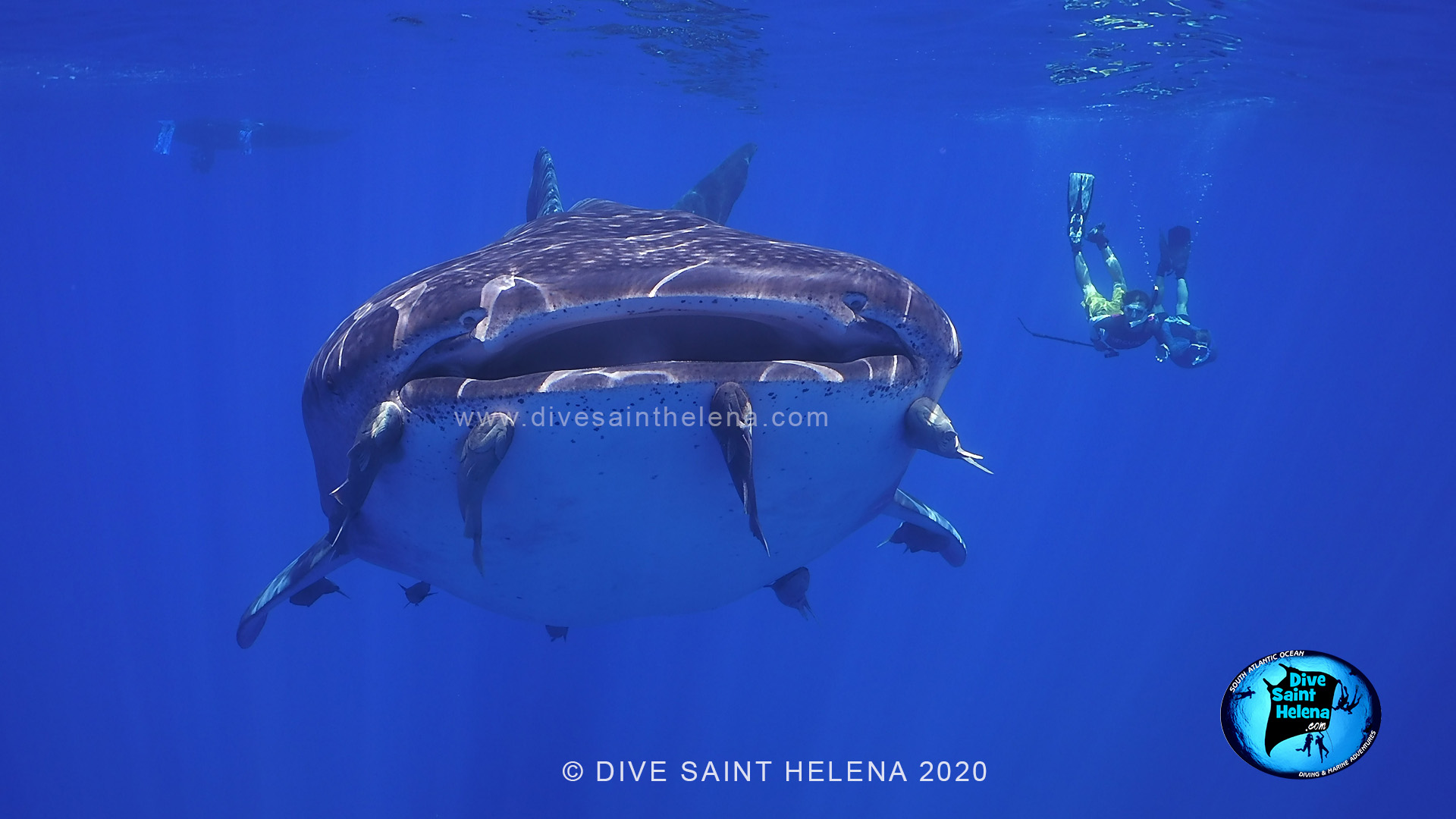 Whale sharks St Helena